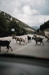 公路上成群山羊悠闲穿行