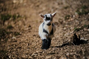 奔跑的小山羊