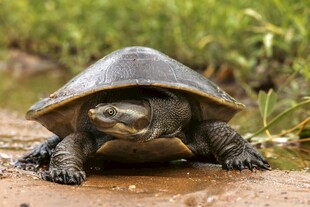 一只乌龟在地面爬行