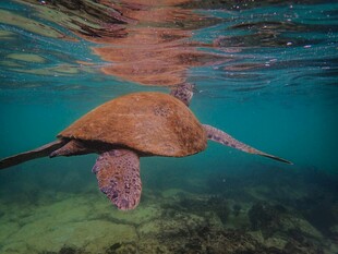 海龟在水中优雅游动