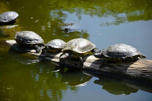 木头上晒太阳的一群乌龟