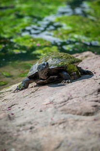岩石上的绿毛龟