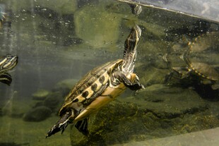 玻璃缸中的可爱小海龟