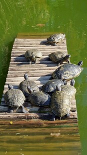 木台上聚集的一群乌龟