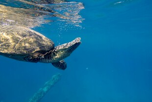 水下遨游的海龟