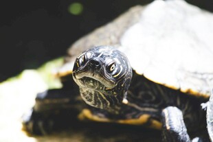 特写可爱的乌龟头部