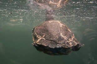 水中海龟与人的互动场景