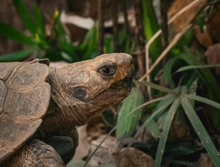 陆龟于绿植间的特写