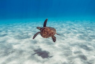 海龟在清澈海水中遨游
