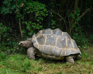 草地上的大乌龟