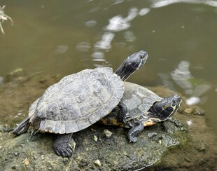 两只乌龟趴于水边石块上