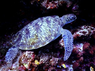 海底海龟与多彩珊瑚景观