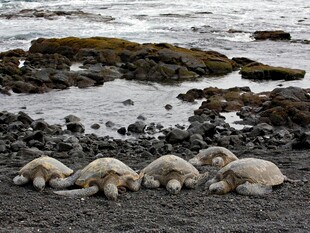 海滩上休憩的几只小海豹