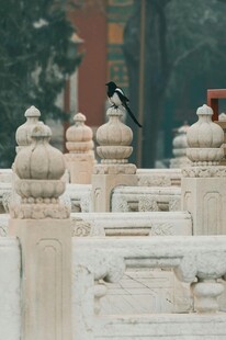 雪后石栏上的黑鸟