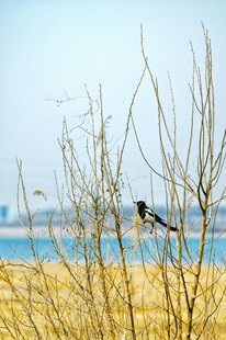 枝头小鸟望碧海蓝天
