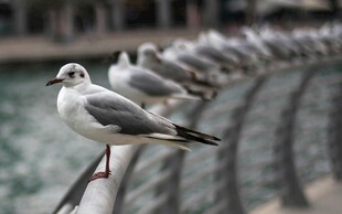 一排海鸥栖息于栏杆