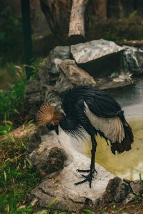 黑鹳于水边低头觅食