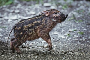 野外行走的小野猪