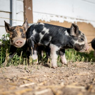 可爱花斑小猪在户外