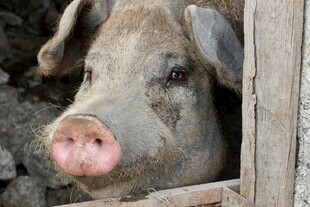 猪从木栏中探出头