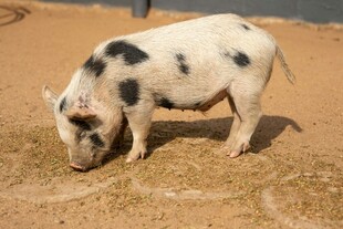 黑白花小猪低头吃谷物