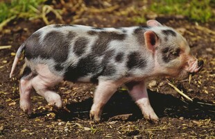 花斑小猪在地面上行走