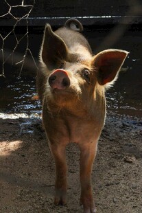 可爱小猪站在围栏旁