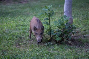 草地上觅食的小野猪