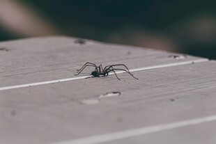 木板上的黑色小蜘蛛