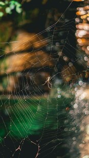 透过蛛网凝视的神秘眼眸