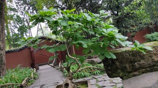 成都武侯祠园林