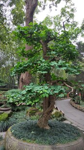 成都武侯祠银杏