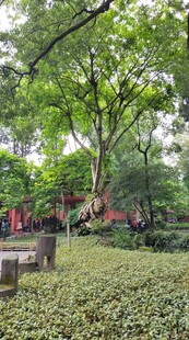 成都武侯祠园林