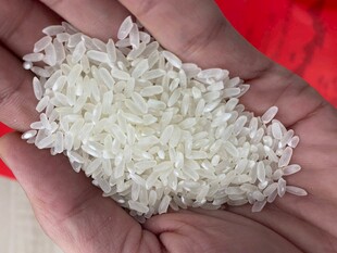 手中晶莹大米颗粒饱满