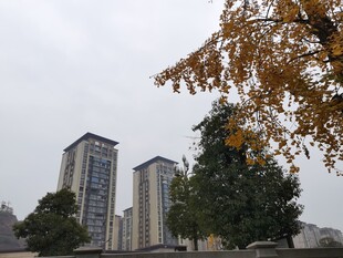秋日城中高楼与黄叶
