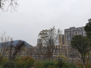 城市远景中的建筑与植被