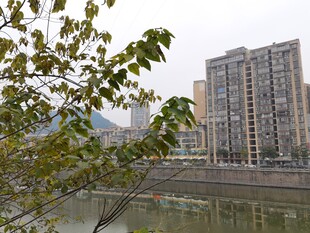河畔高楼与繁茂枝叶景观