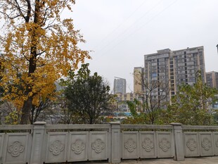 秋日城市景观中的树木与建筑