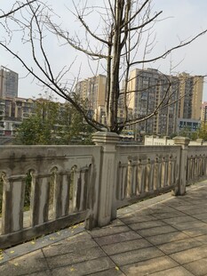 城市河畔的光秃树木与护栏