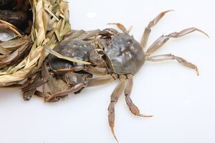 大螃蟹