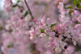 粉嫩繁花绽放枝头
