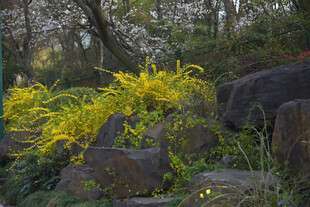 春日岩石旁的灿烂黄花