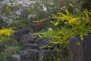 石径旁的烂漫春日花卉