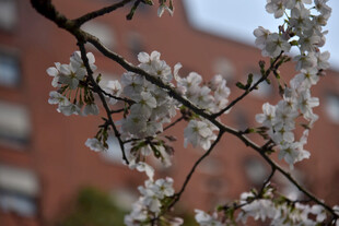 枝头绽放的烂漫白色花朵