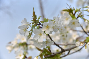 枝头绽放的洁白樱花