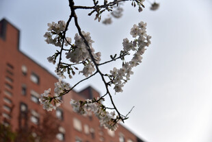 枝头绽放的春日烂漫樱花