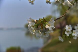 湖畔绽放的白色樱花