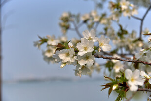 枝头绽放的洁白春花