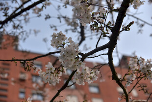 枝头繁花映红墙