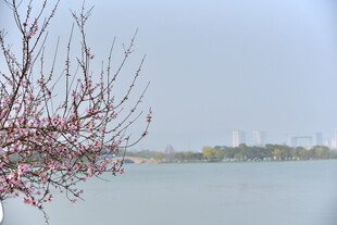 湖畔花枝绽 城市景相映